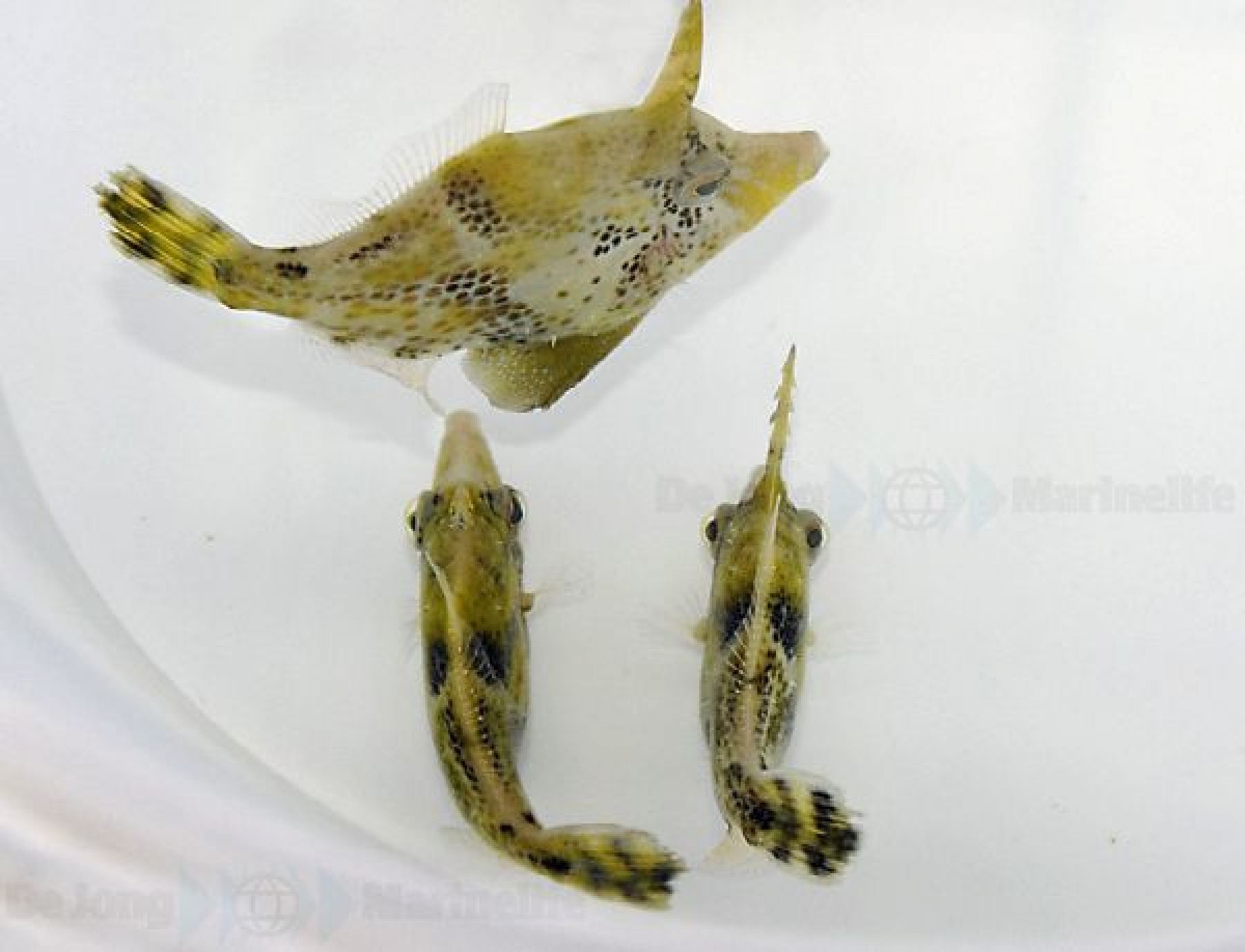 Monacanthus chinensis - Feilenfisch